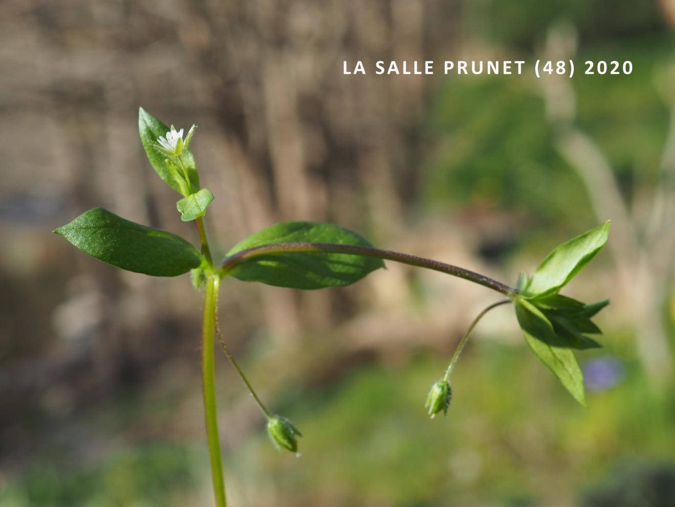 Chickweed, Wayside